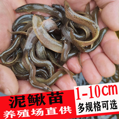泥鳅苗批发淡水活体饵料渔场直供