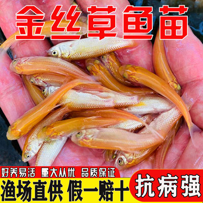 悦芝蓝俄罗斯金草鱼金丝皖金草鱼