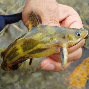 黄骨鱼苗淡水养殖食用黄颡鱼昂刺黄丫头三角峰黄鸭叫黄辣丁黄骨鱼