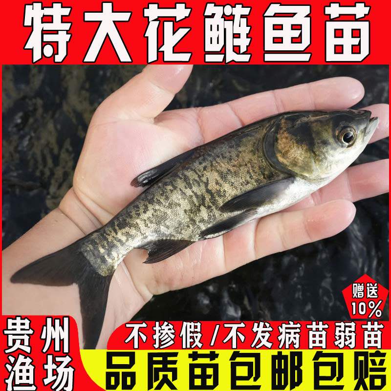 悦芝蓝花鲢鱼苗鲢鳙雄鱼胖大头鱼