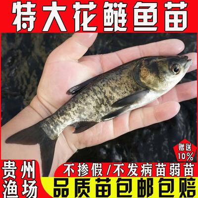 悦芝蓝花鲢鱼苗鲢鳙雄鱼胖大头鱼