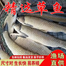 草鱼鱼苗淡水养殖食用半斤特大草鱼苗批发食蚊鱼小草鱼耐活草鱼苗