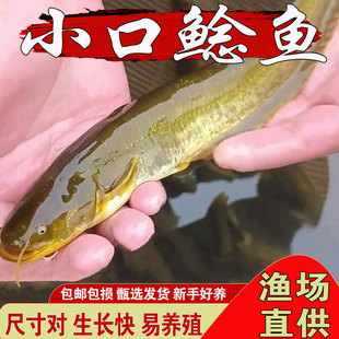 正宗本地小口鲶鱼苗淡水养殖食用河鲶勾鲶杂鱼克星好养观赏土鲶鱼