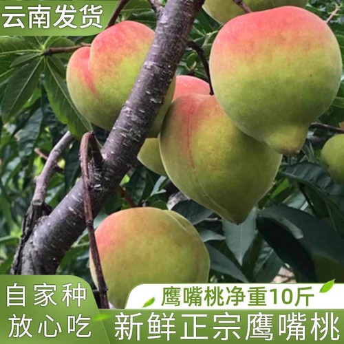 榴汁乡新鲜现摘云南鹰嘴桃