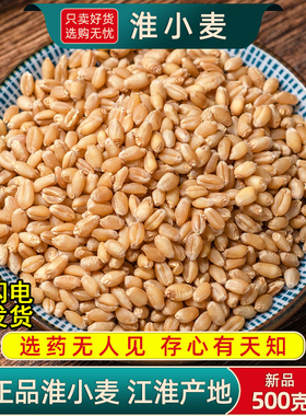 新货淮小麦中药材500g克正品甘麦大枣汤原料怀小麦另售甘草大红枣