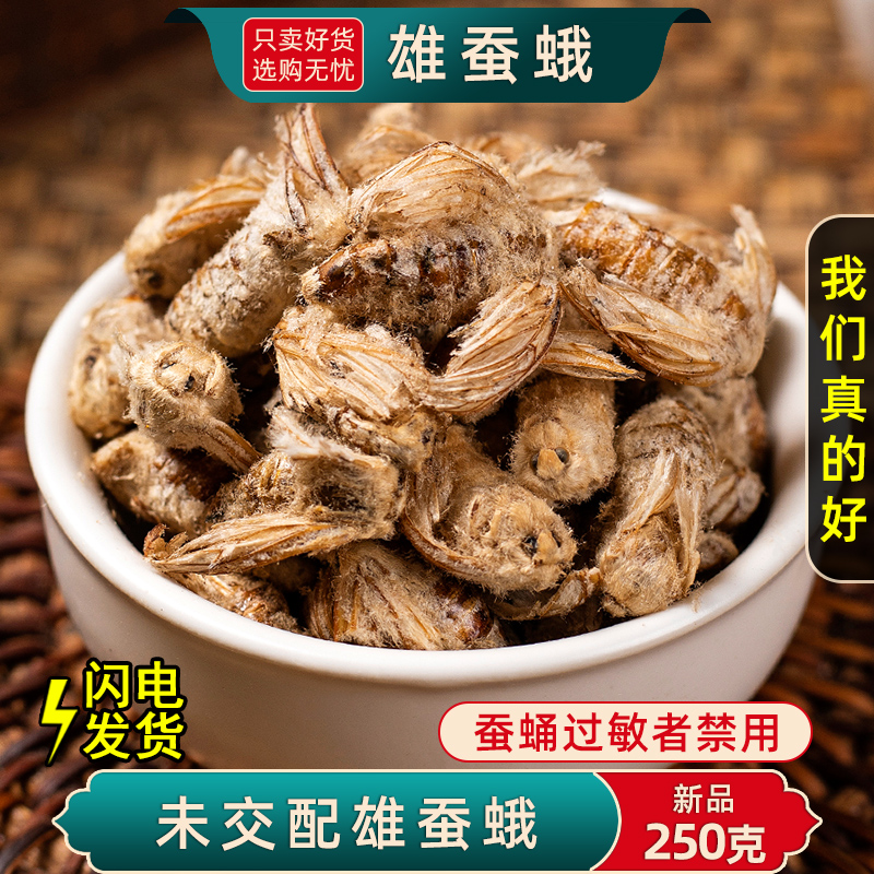 雄蚕蛾中药材纯公蚕蛾新货