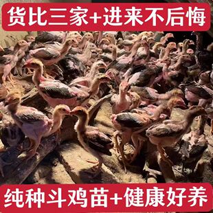 成年斗鸡小鸡苗纯种越南斗鸡活苗纯种斗鸡纯种斗鸡苗斗鸡一斤包活