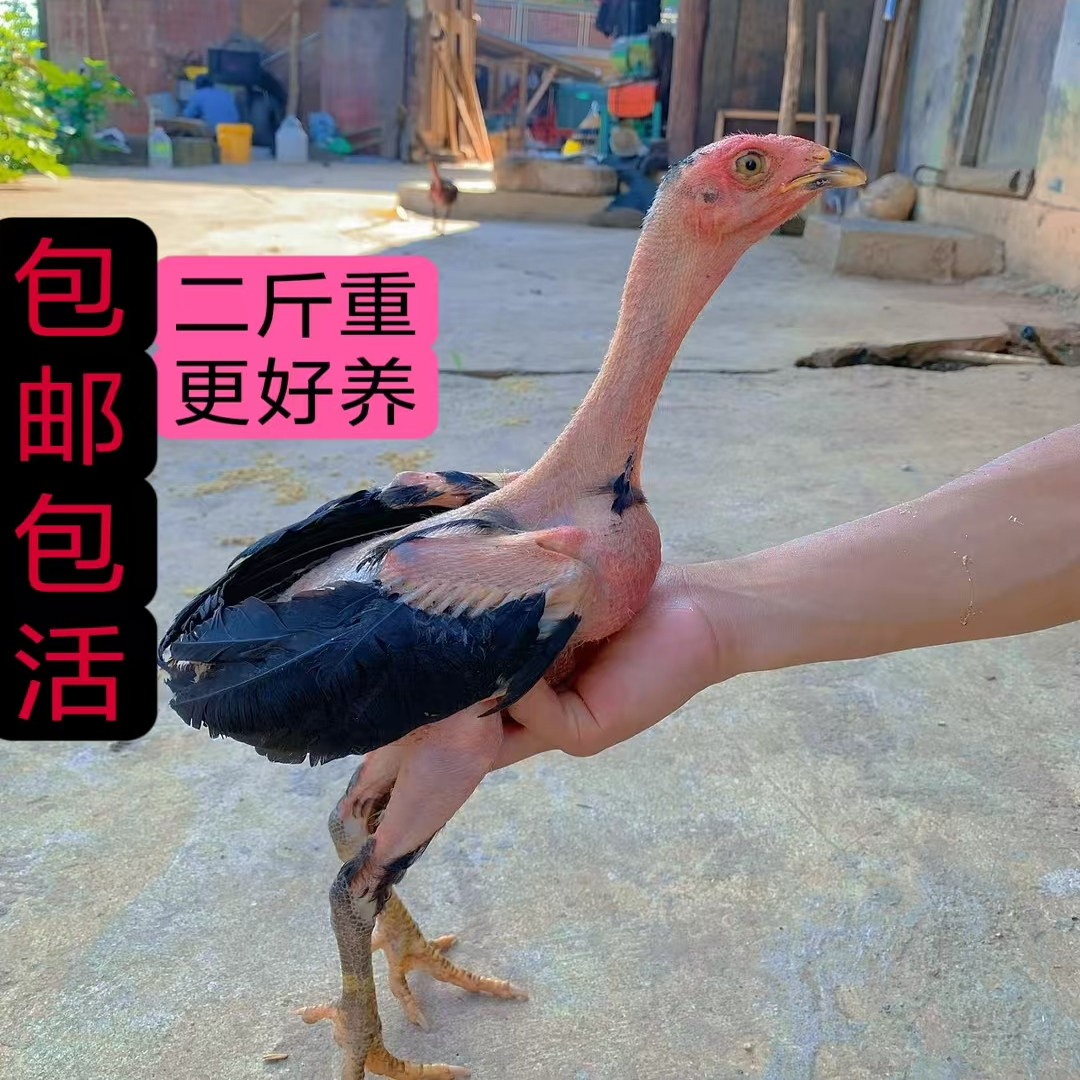 斗鸡小鸡活苗斗鸡成年鸡越南斗鸡鸟笼