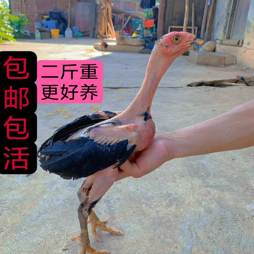 斗鸡小鸡活苗斗鸡成年鸡越南斗鸡纯种斗鸡苗包活到家假一赔十活的
