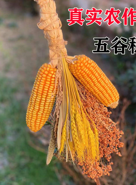 真实五谷杂粮挂件玉米麦穗干花高粱田园农家乐装饰农作物五谷丰登