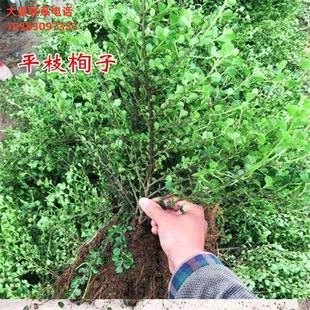 平枝荀子 铺地蜈蚣 小叶栒子平枝旬子苗盆景匍匐灌木工程绿化苗木