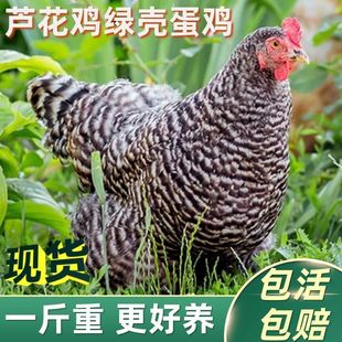 脱温半大芦花鸡活苗土鸡正宗青年卢花鸡一斤小鸡纯种绿壳蛋鸡包活