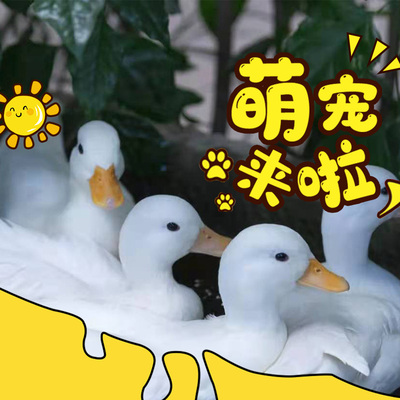 网红进口宠物鸭幼崽纯种