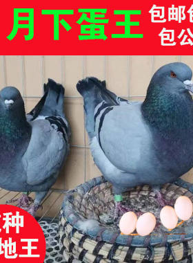 鸽子活物一对元宝鸽子苗