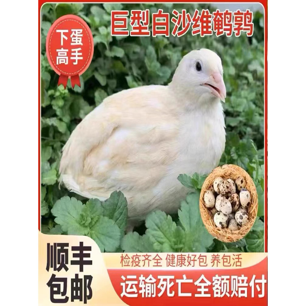 巨型鹌鹑白沙维活体天天产蛋繁殖鹌鹑鸟活物阳台饲养宠物顺丰包邮