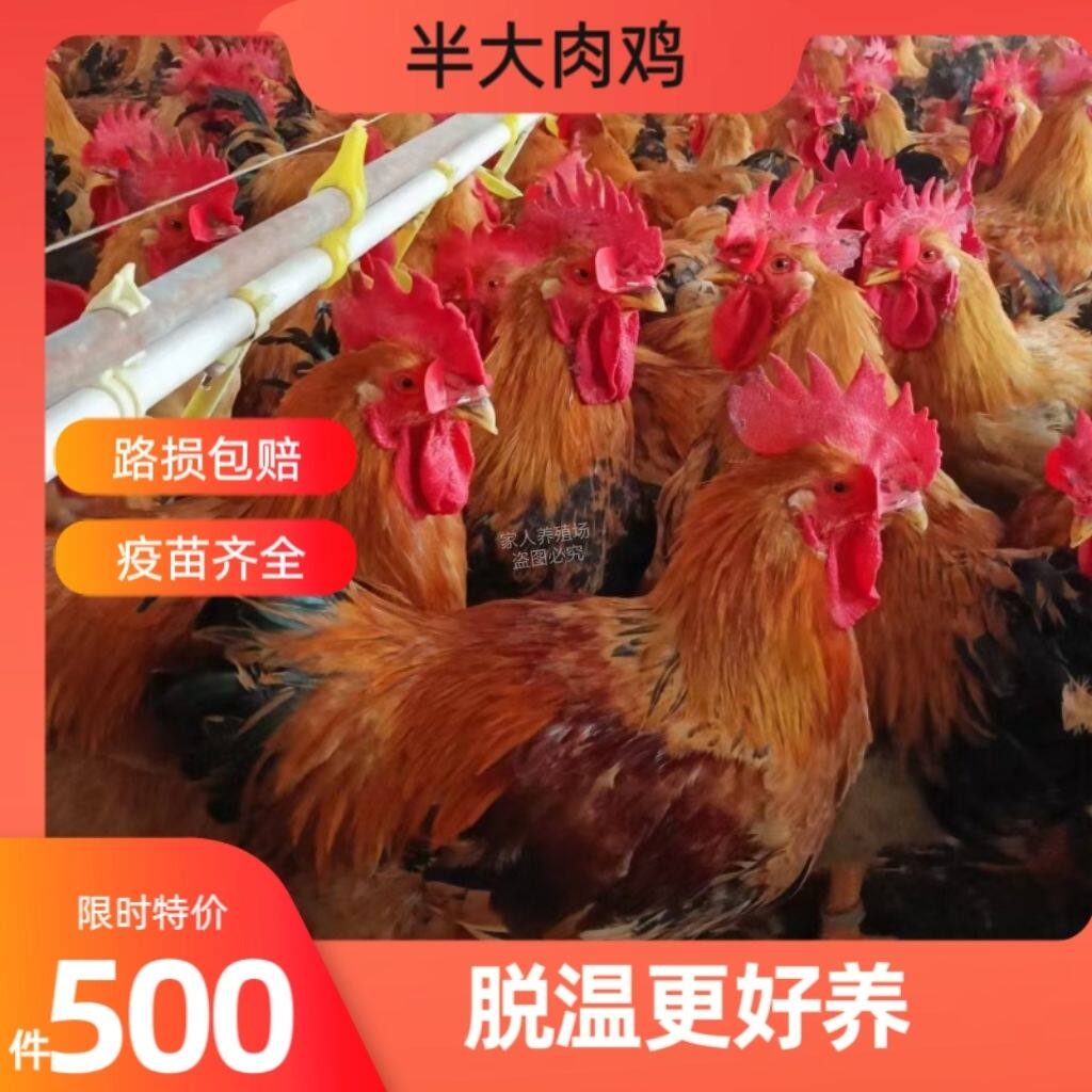 半大k9鸡脱温鸡阉鸡九斤红鸡线鸡小阉鸡红玉鸡小公鸡小鸡仔红公鸡