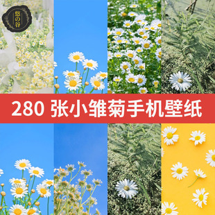 高清小皱菊菊花手机桌面设置锁屏壁纸背景JPG图片素材PNG文件集