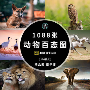 动物百态高清4K大象马熊鹿摄影电脑壁纸海报摄影背景图片设计素材