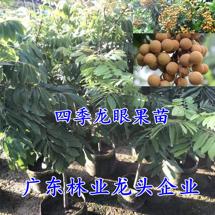 龙眼苗树四季龙眼石硖储良国庆龙眼树苗嫁接特大当年结果南方种植
