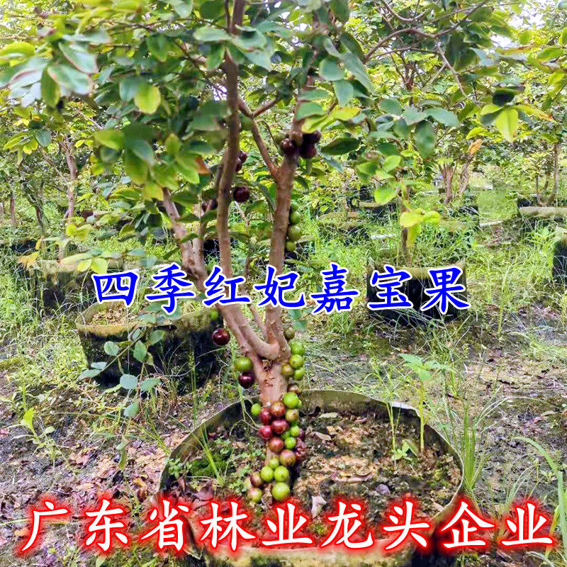四季红妃嘉宝果早生矮生阳台庭院南北种植树葡萄大树嘉宝果树带果
