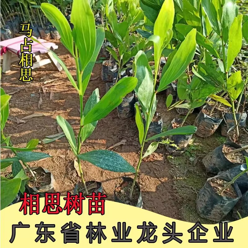 大叶相思台湾相思树苗马占相思造林复绿树山林速生树庭院遮荫常绿 鲜花速递/花卉仿真/绿植园艺 行道树/乔木 原图主图