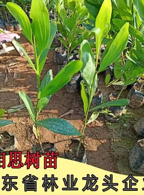 林科相思树苗行业尖货