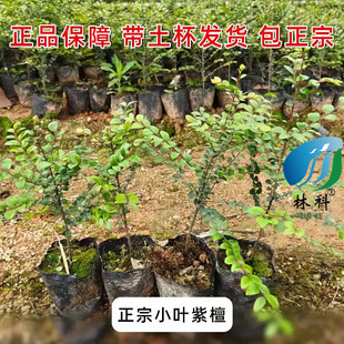 正宗檀香紫檀树苗台湾小叶紫檀树苗珍稀名贵树苗红木树带土常绿树