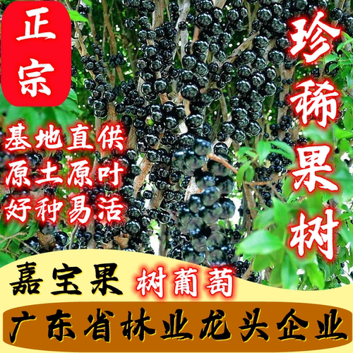 林科四季结果嘉宝果树葡萄
