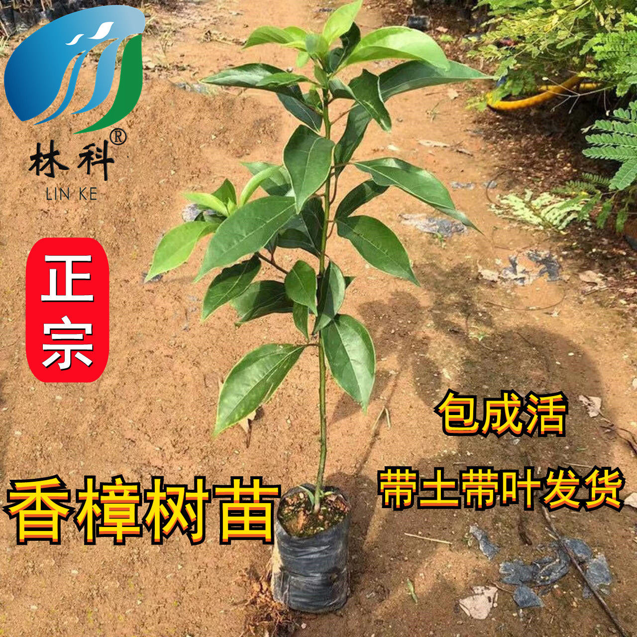香樟树苗龙脑樟树驱蚊驱虫小叶香樟木树名贵苗木庭院绿化风景大树