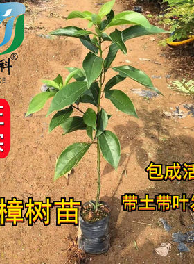 香樟树苗龙脑樟树驱蚊驱虫小叶香樟木树名贵苗木庭院绿化风景大树
