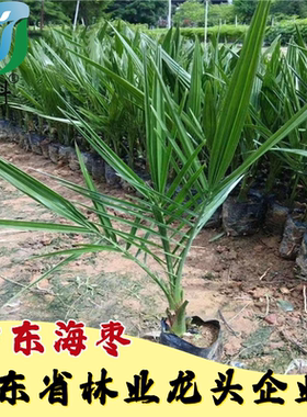 林科中东海枣盆栽庭院绿化
