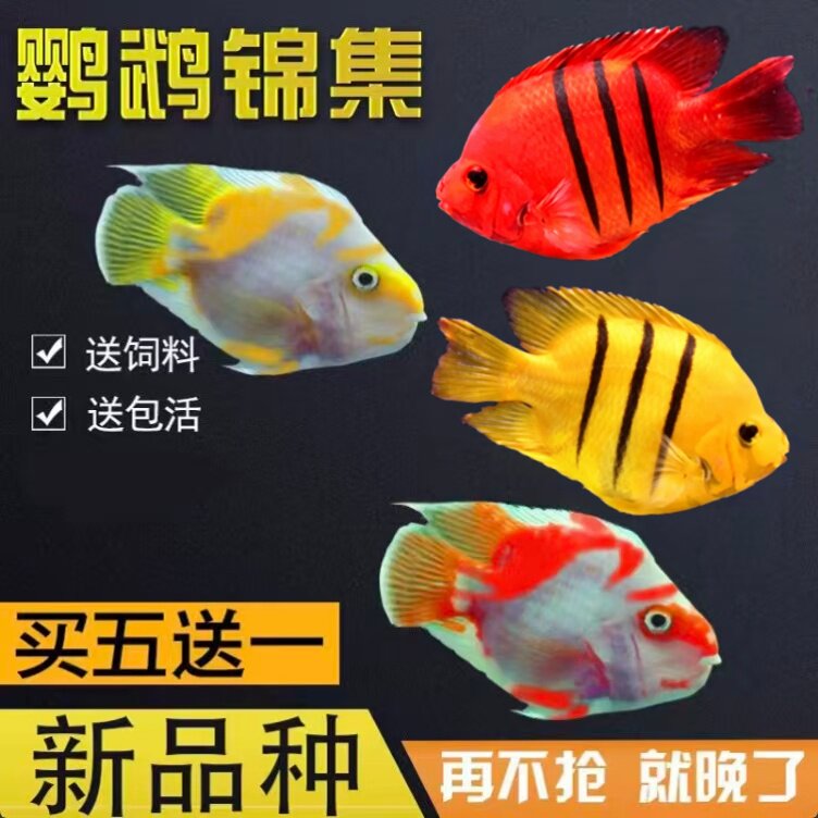 热带观赏鱼淡水鱼发财鱼红白鹦鹉鱼活鱼梅花黑红黄斑马活体