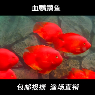 血红鹦鹉鱼活鱼发财鱼热带观赏鱼淡水苗元宝血红财神精品鱼