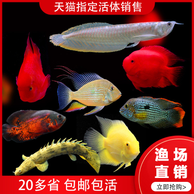 热带观赏鱼活体中大型地图鱼招财