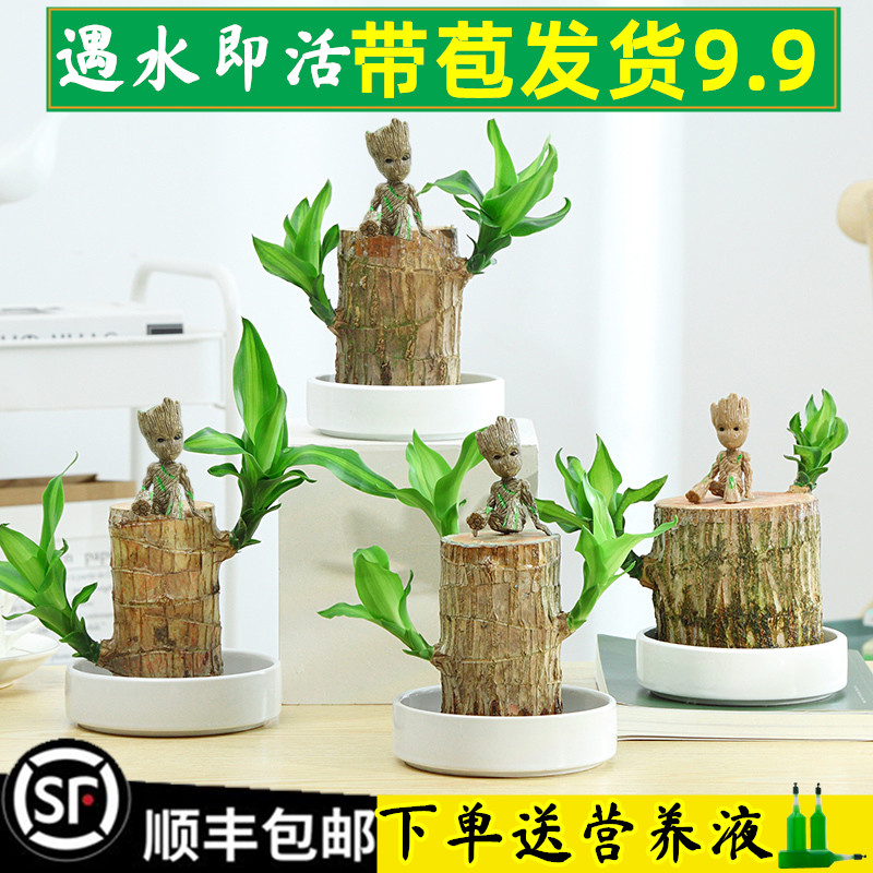 巴西木水养幸运木格鲁特网红小盆栽水培植物室内绿植四季常青带芽