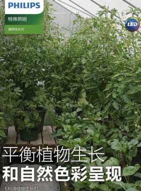 飞利浦SON-T AGRO农用高压钠灯400W植物蔬菜大棚补光灯比利时进口