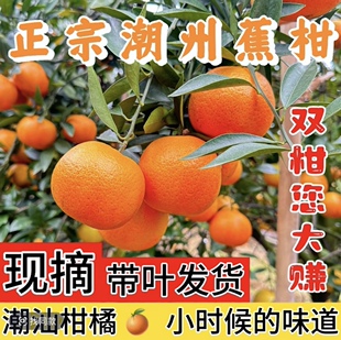 正宗潮州柑蕉柑潮汕大橘大桔大利新鲜水果年货送礼礼盒现摘先发