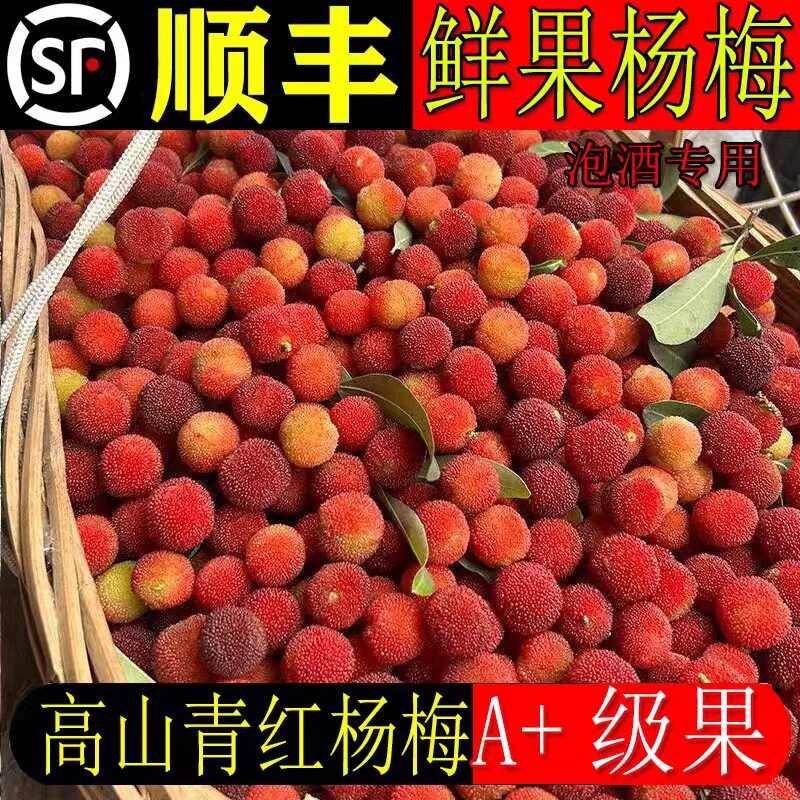 顺丰高山杨梅鲜果小个头新鲜现摘广东特产泡酒生吃新鲜青红杨梅