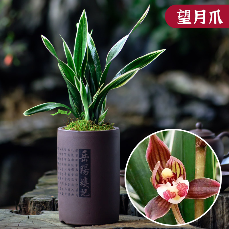 名贵好养桌面盆栽兰花苗