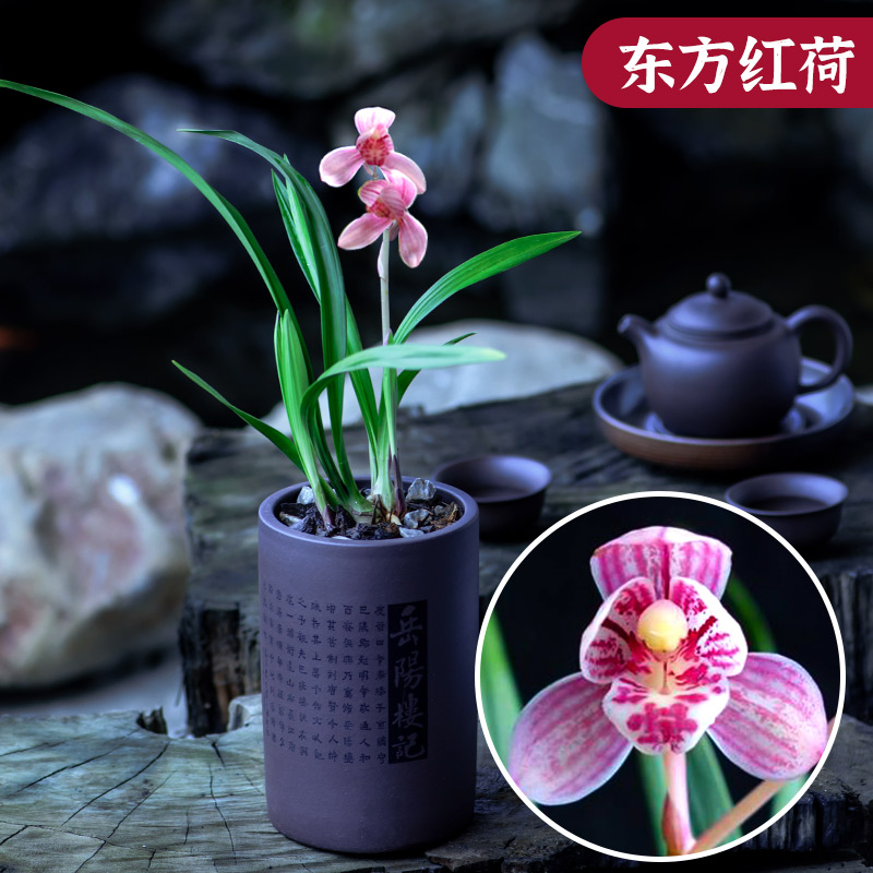 四季粉色矮种东方红名贵兰花苗