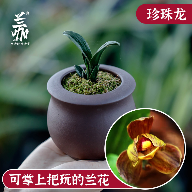 迷你茶台兰花矮种珍珠桌面绿植