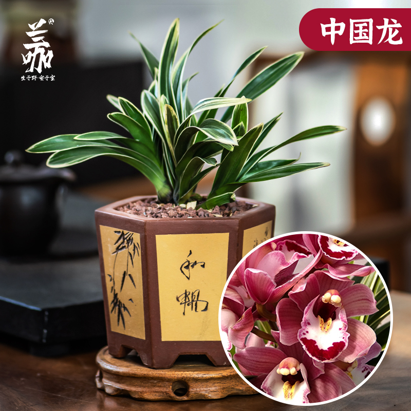 精品墨兰矮种兰花中国龙室内矮种浓香兰花室内好养绿植盆栽