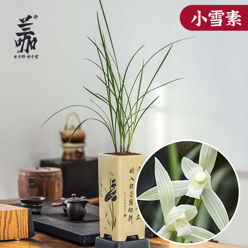 精品细叶立叶素花莲瓣兰小雪素