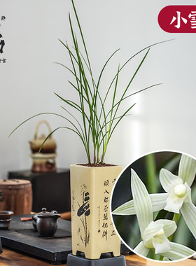 原生老种名贵细叶立叶兰花草精品莲瓣兰小雪素素花桌面花卉绿植