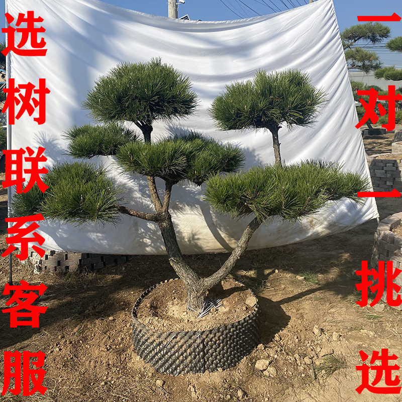 黑松庭院造型树大树盆景树迎客松别墅大型日本黑松名贵风景树地景