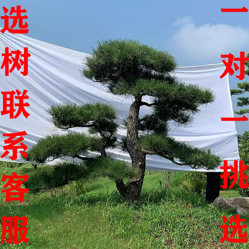 本恒造型黑松四季青每颗独特