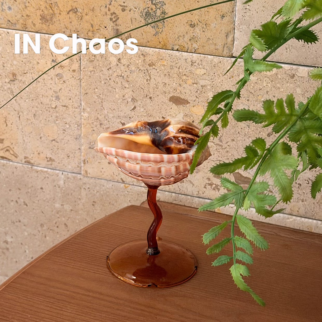 INChaos天然杨桃螺异形酒杯