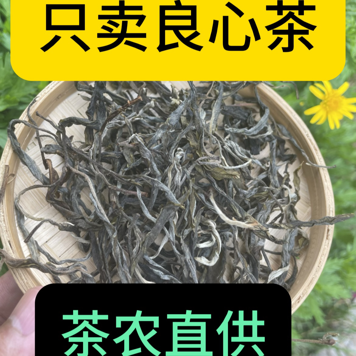 茶农直供 22年懂过古树单株 200克饼茶生茶 原生态山头纯料普洱茶