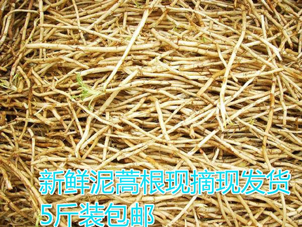 湖北特产黎蒿根新鲜蔬菜藜蒿根泥蒿根芦蒿根柳蒌蒿根现挖5斤包邮