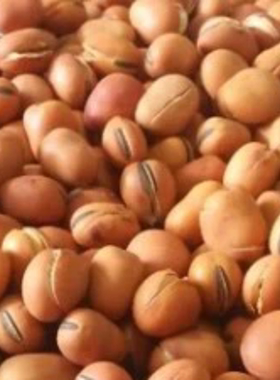 干沙豌豆 500g 三份包邮 农家手工炒豌豆 湖北特产新品